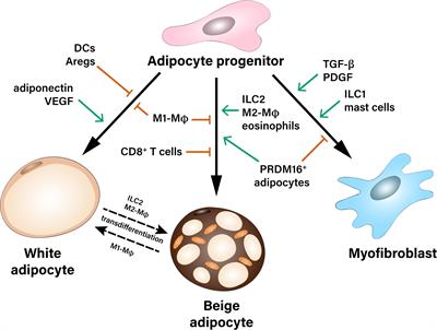 Fate of Adipose Progenitor Cells in Obesity-Related Chronic Inflammation